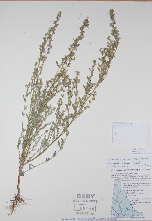  ( - BABY-08758)  @11 [ ] CreativeCommons - Attribution (2017) Unspecified B.A. Bennett Yukon herbarium (BABY)