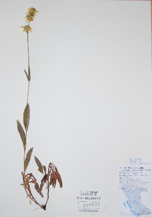  (Penstemon confertus - BABY-10053)  @11 [ ] CreativeCommons - Attribution (2017) Unspecified B.A. Bennett Yukon herbarium (BABY)