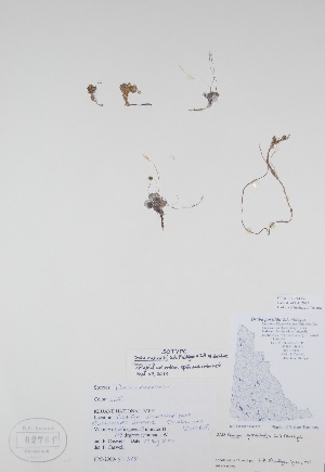  (Draba caswellii - BABY-02761)  @11 [ ] CreativeCommons - Attribution (2017) Unspecified B.A. Bennett Yukon herbarium (BABY)