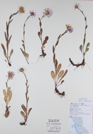  (Erigeron peregrinus - BABY-10064)  @11 [ ] CreativeCommons - Attribution (2017) Unspecified B.A. Bennett Yukon herbarium (BABY)