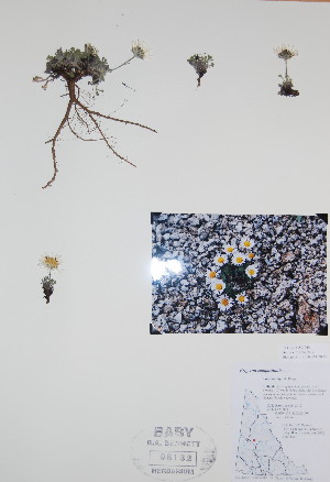 (Erigeron compositus - BABY-08132)  @11 [ ] CreativeCommons - Attribution (2017) Unspecified B.A. Bennett Yukon herbarium (BABY)
