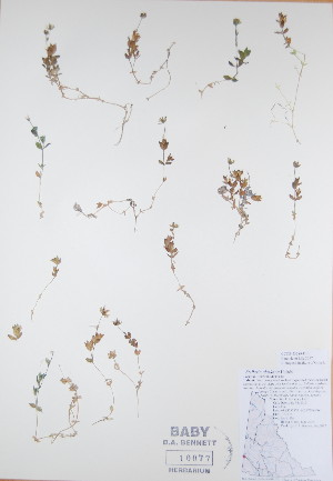  ( - BABY-10077)  @11 [ ] CreativeCommons - Attribution (2017) Unspecified B.A. Bennett Yukon herbarium (BABY)