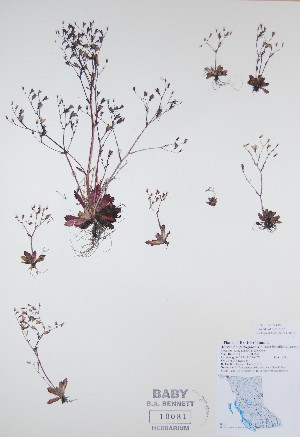  (Micranthes ferruginea - BABY-10081)  @11 [ ] CreativeCommons - Attribution (2017) Unspecified B.A. Bennett Yukon herbarium (BABY)