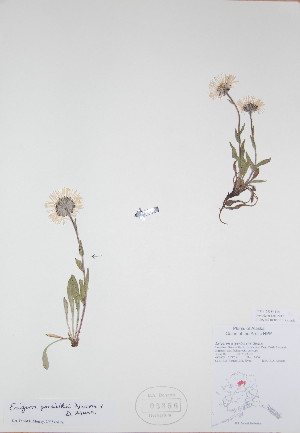  (Erigeron porsildii - BABY-03356)  @11 [ ] CreativeCommons - Attribution (2017) Unspecified B.A. Bennett Yukon herbarium (BABY)