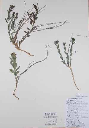  ( - BABY-10090)  @11 [ ] CreativeCommons - Attribution (2017) Unspecified B.A. Bennett Yukon herbarium (BABY)