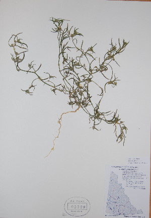  (Corispermum ochotense - BABY-03328)  @11 [ ] CreativeCommons - Attribution (2017) Unspecified B.A. Bennett Yukon herbarium (BABY)
