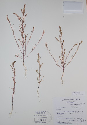  (Corispermum americanum - BABY-08725)  @11 [ ] CreativeCommons - Attribution (2017) Unspecified B.A. Bennett Yukon herbarium (BABY)