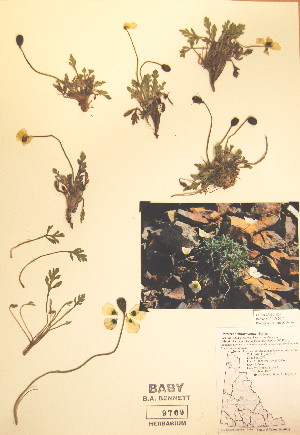  (Papaver alboroseum - BABY-09769)  @11 [ ] CreativeCommons - Attribution (2017) Unspecified B.A. Bennett Yukon herbarium (BABY)