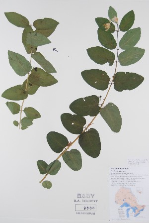  (Lonicera tatarica - BABY-09668)  @11 [ ] CreativeCommons - Attribution (2019) Unspecified Unspecified