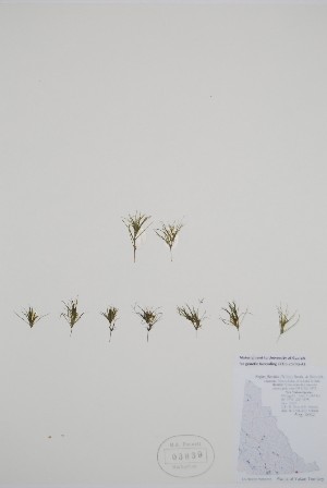  (Najas flexilis - BABY-03839)  @11 [ ] by (2021) Unspecified B.A. Bennett Herbarium (BABY)