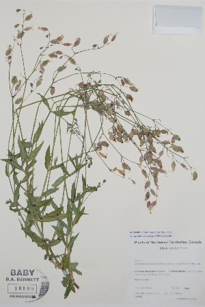  ( - BABY-10109)  @11 [ ] by (2021) Unspecified B.A. Bennett Herbarium (BABY)
