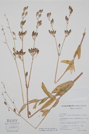  ( - BABY-09527)  @11 [ ] by (2021) Unspecified B.A. Bennett Herbarium (BABY)