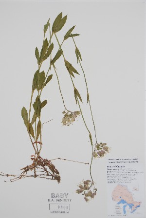  (Silene vulgaris - BABY-09661)  @11 [ ] by (2021) Unspecified B.A. Bennett Herbarium (BABY)