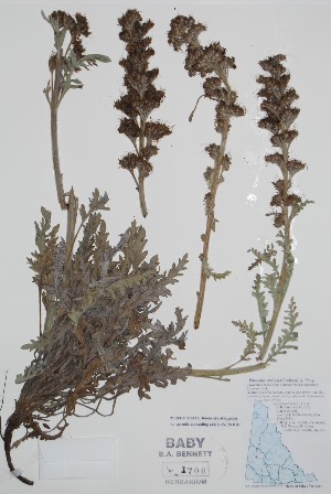 ( - BABY-01706)  @11 [ ] by (2021) Unspecified B.A. Bennett Herbarium (BABY)