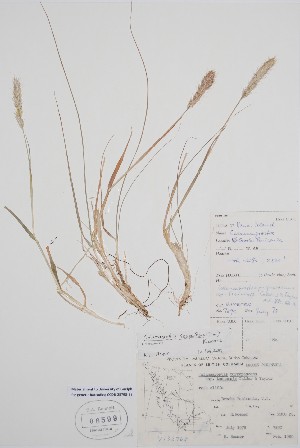  (Calamagrostis sesquiflora - BABY-06599)  @11 [ ] by (2021) Unspecified B.A. Bennett Herbarium (BABY)