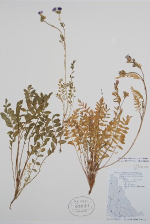  ( - BABY-02027)  @11 [ ] by (2021) Unspecified B.A. Bennett Herbarium (BABY)