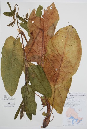  (Rumex obtusifolius - BABY-09660)  @11 [ ] by (2021) Unspecified B.A. Bennett Herbarium (BABY)