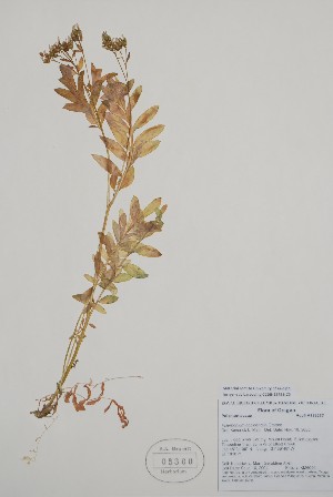  ( - BABY-05360)  @11 [ ] by (2021) Unspecified B.A. Bennett Herbarium (BABY)