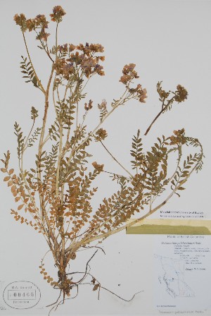  ( - BABY-00468)  @11 [ ] by (2021) Unspecified B.A. Bennett Herbarium (BABY)