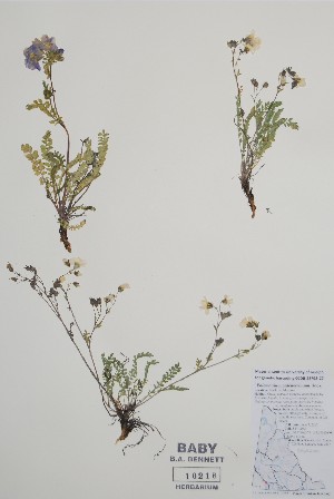  ( - BABY-10218)  @11 [ ] by (2021) Unspecified B.A. Bennett Herbarium (BABY)