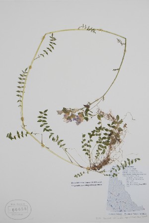  ( - BABY-00658)  @11 [ ] by (2021) Unspecified B.A. Bennett Herbarium (BABY)