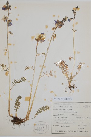  (Polemonium occidentale - BABY-04541)  @11 [ ] by (2021) Unspecified B.A. Bennett Herbarium (BABY)