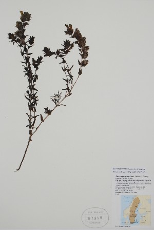  (Rhinanthus - BABY-07419)  @11 [ ] by (2021) Unspecified B.A. Bennett Herbarium (BABY)