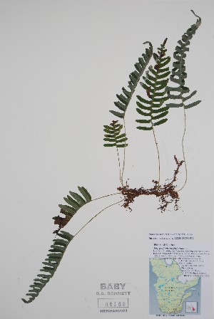  ( - BABY-08169)  @11 [ ] by (2021) Unspecified B.A. Bennett Herbarium (BABY)