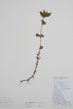  ( - BABY-00600)  @11 [ ] by (2021) Unspecified B.A. Bennett Herbarium (BABY)