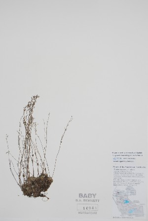  (Draba cinerea - BABY-10948)  @11 [ ] by (2021) Unspecified B.A. Bennett Herbarium (BABY)