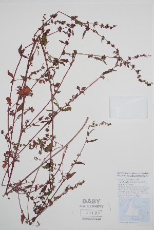  (Atriplex glabriuscula - BABY-11127)  @11 [ ] by (2021) Unspecified B.A. Bennett Herbarium (BABY)
