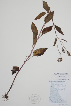  ( - BABY-04330)  @11 [ ] by (2021) Unspecified B.A. Bennett Herbarium (BABY)
