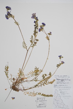  ( - BABY-08971)  @11 [ ] by (2021) Unspecified B.A. Bennett Herbarium (BABY)