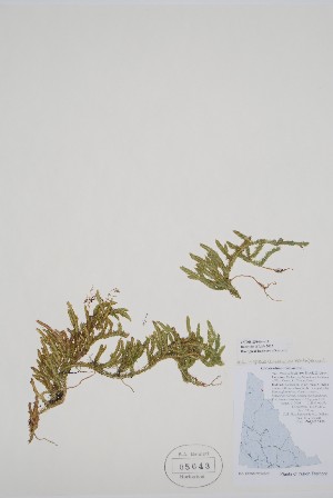  (Lycopodium lagopus - CCDB-25866-A11)  @11 [ ] by (2022) Unspecified B.A. Bennett Herbarium (BABY)