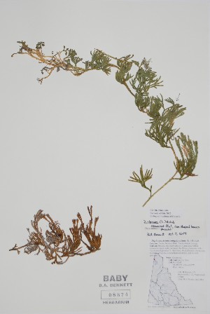  (Diphasiastrum - CCDB-25866-A4)  @11 [ ] by (2022) Unspecified B.A. Bennett Herbarium (BABY)