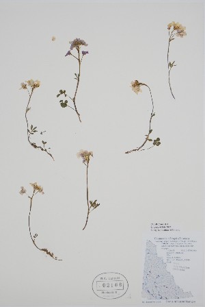  (Cardamine microphylla - CCDB-25866-B1)  @11 [ ] by (2022) Unspecified B.A. Bennett Herbarium (BABY)