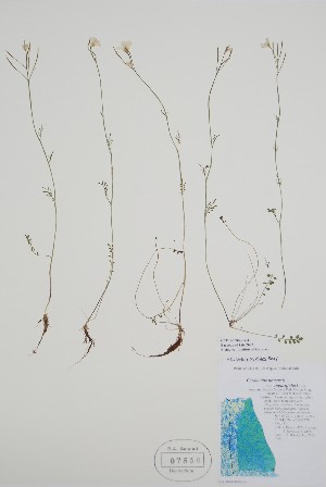  (Cardamine - CCDB-25866-B4)  @11 [ ] by (2022) Unspecified B.A. Bennett Herbarium (BABY)
