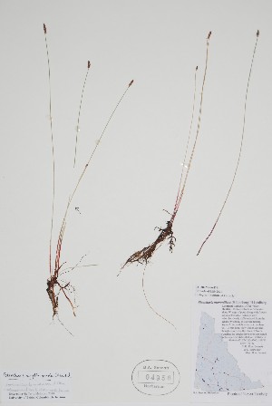  (Eleocharis erythropoda - CCDB-25866-D11)  @11 [ ] by (2022) Unspecified B.A. Bennett Herbarium (BABY)