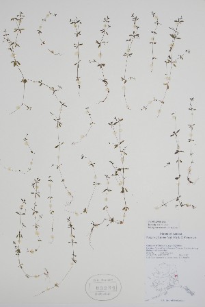  (Galium trifidum - CCDB-25866-D3)  @11 [ ] by (2022) Unspecified B.A. Bennett Herbarium (BABY)