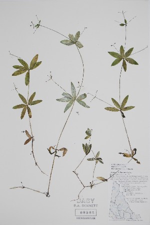  (Galium triflorum - CCDB-25866-D5)  @11 [ ] by (2022) Unspecified B.A. Bennett Herbarium (BABY)