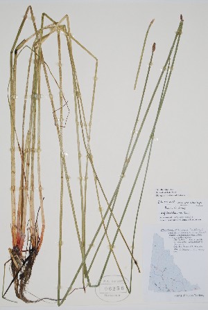  (Eleocharis macrostachya - CCDB-25866-D8)  @11 [ ] by (2022) Unspecified B.A. Bennett Herbarium (BABY)