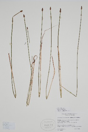 (Eleocharis mamillata - CCDB-25866-D9)  @11 [ ] by (2022) Unspecified B.A. Bennett Herbarium (BABY)