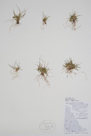  ( - CCDB-25866-E10)  @11 [ ] by (2022) Unspecified B.A. Bennett Herbarium (BABY)