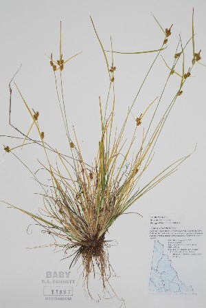  ( - CCDB-25866-E11)  @11 [ ] by (2022) Unspecified B.A. Bennett Herbarium (BABY)