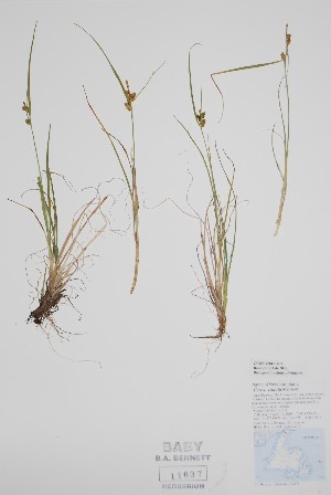  ( - CCDB-25866-E12)  @11 [ ] by (2022) Unspecified B.A. Bennett Herbarium (BABY)