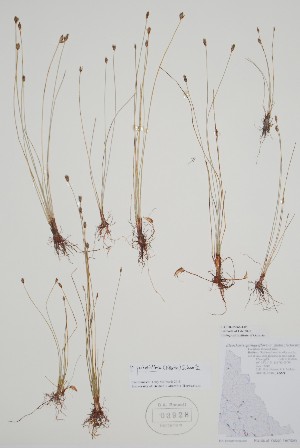  ( - CCDB-25866-E5)  @11 [ ] by (2022) Unspecified B.A. Bennett Herbarium (BABY)