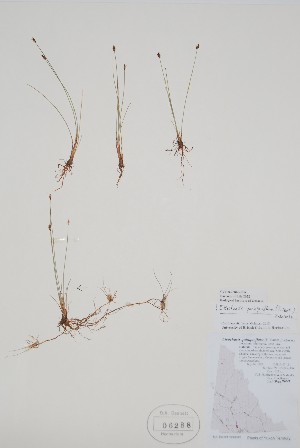  ( - CCDB-25866-E8)  @11 [ ] by (2022) Unspecified B.A. Bennett Herbarium (BABY)