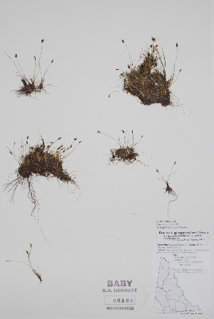 ( - CCDB-25866-E9)  @11 [ ] by (2022) Unspecified B.A. Bennett Herbarium (BABY)