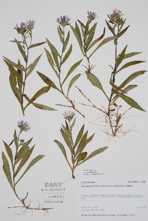  (Symphyotrichum subspicatum - CCDB-25866-F3)  @11 [ ] by (2022) Unspecified B.A. Bennett Herbarium (BABY)