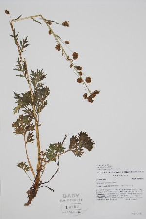  ( - CCDB-25866-G1)  @11 [ ] by (2022) Unspecified B.A. Bennett Herbarium (BABY)